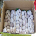 Fresh Normal White Garlic in 500g or 1 Kg Mesh Bag Within 10 Kg/Carton for MID-East Market